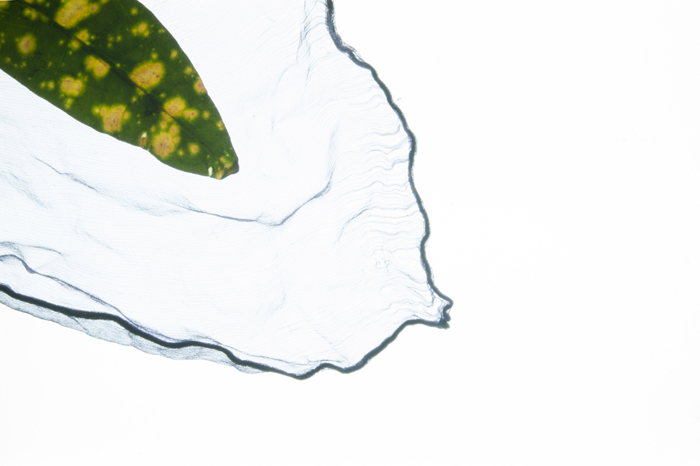 Leaf and cloth enters the frame