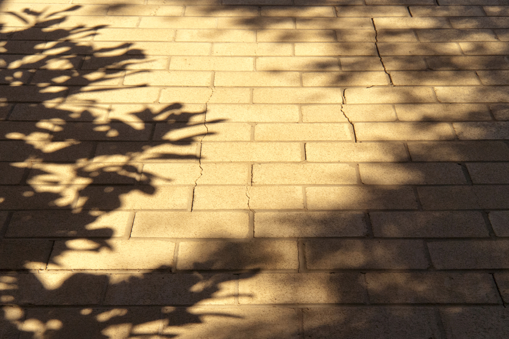 Shadow of foliage on a brick wall