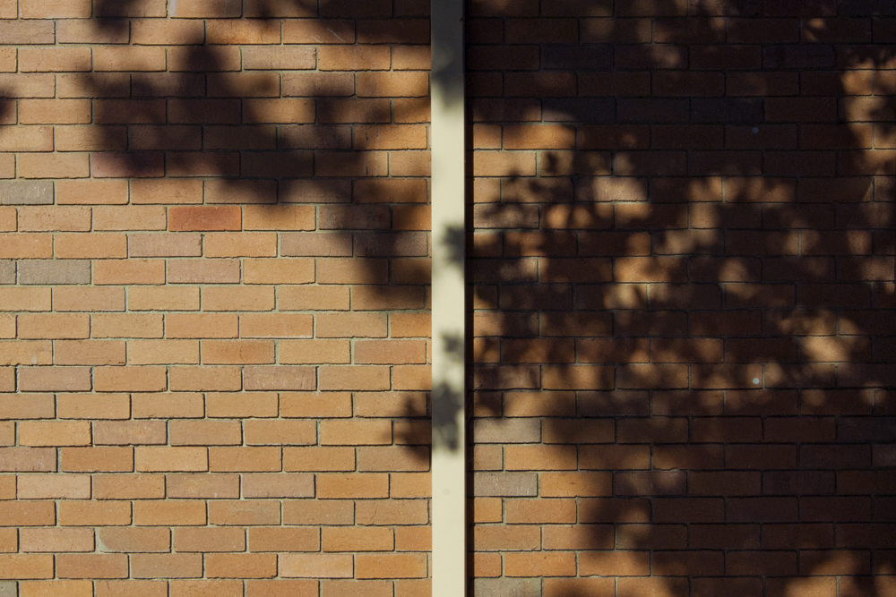 Shadow of foliage on a brick wall